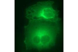 Immunofluorescence (IF) image for anti-Hydroxysteroid (17-Beta) Dehydrogenase 4 (HSD17B4) antibody (ABIN2715563) (HSD17B4 antibody)