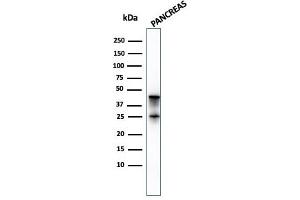 Western Blot Analysis of pancreatic tissue lysate using Carboxypeptidase A1 / CPA1 Mouse Monoclonal Antibody (CPA1/2714).