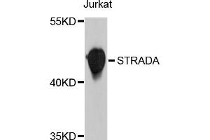 Western blot analysis of extracts of Jurkat cells, using STRADA antibody (ABIN4905332) at 1:1000 dilution. (STRADA antibody)