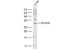 Rat liver lysates probed with HOXc8 Polyclonal Antibody, Unconjugated  at 1:1000 dilution and 4˚C overnight incubation. (HOXC8 antibody  (AA 51-130))