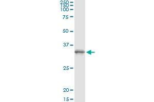 Immunoprecipitation (IP) image for anti-6-phosphogluconolactonase (PGLS) (AA 1-258) antibody (ABIN525427)