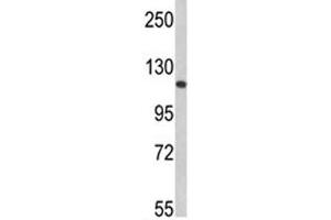 Western blot analysis of Retinoblastoma antibody and 293 lysate (Retinoblastoma Protein (Rb) antibody  (AA 858-886))