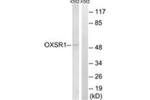 Western blot analysis of extracts from K562 cells, using OXSR1 Antibody.