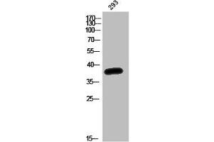 Western Blot analysis of 293T cells using Olfactory receptor 52K1 Polyclonal Antibody (OR52K1 antibody  (Internal Region))