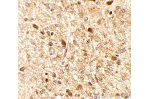 Immunohistochemistry of MS4A6A in rat brain tissue with MS4A6A antibody at 2. (MS4A6A antibody  (N-Term))
