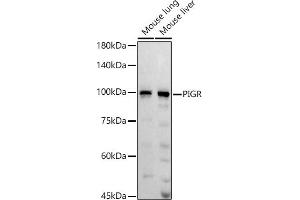 Western blot analysis of extracts of various cell lines, using PIGR antibody (ABIN6128562, ABIN6145618, ABIN6145620 and ABIN6221728) at 1:1000 dilution. (PIGR antibody  (AA 661-764))