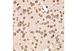 Immunohistochemistry of paraffin-embedded mouse brain using LMNB2 Antibody (ABIN5973877) at dilution of 1/200 (40x lens). (Lamin B2 antibody)