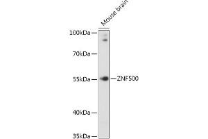 Western blot analysis of extracts of Mouse brain, using ZNF500 antibody (ABIN7271493) at 1:1000 dilution. (ZNF500 antibody  (AA 1-300))
