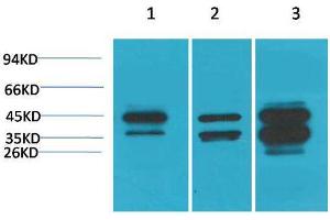 Western Blot (WB) analysis of 1) HepG2, 2)3T3 , 3) Rat Heart Tissue with DUSP6 Rabbit Polyclonal Antibody diluted at 1:3000. (DUSP6 antibody)