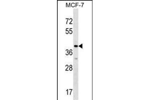 MRPL1 Antibody (N-term) (ABIN1539553 and ABIN2848606) western blot analysis in MCF-7 cell line lysates (35 μg/lane). (MRPL1 antibody  (N-Term))