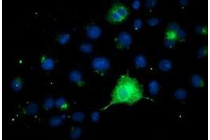 Anti-FGFR2 mouse monoclonal antibody (ABIN2454752) immunofluorescent staining of COS7 cells transiently transfected by pCMV6-ENTRY FGFR2 (RC217098). (FGFR2 antibody)