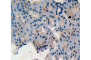 Used in DAB staining on fromalin fixed paraffin-embedded kidney tissue (MIF antibody  (AA 4-112))