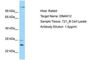 Image no. 1 for anti-Dynein, Axonemal, Heavy Chain 12 (DNAH12) (AA 91-140) antibody (ABIN6750179)