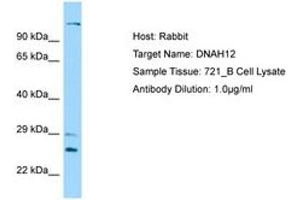 DNAH12 antibody  (AA 91-140)