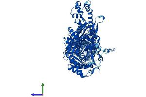 Protein Structure (PS) image for Methylenetetrahydrofolate Dehydrogenase (NADP+ Dependent) 1, Methenyltetrahydrofolate Cyclohydrolase, Formyltetrahydrofolate Synthetase (MTHFD1) (AA 1-935) protein (His tag) (ABIN7560216)