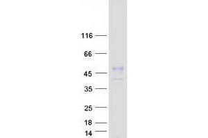Western Blotting (WB) image for Tumor Necrosis Factor Receptor Superfamily, Member 4 (TNFRSF4) protein (Myc-DYKDDDDK Tag) (ABIN2713406)