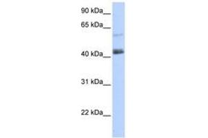 Image no. 1 for anti-PR Domain Containing 15 (PRDM15) (AA 1405-1454) antibody (ABIN6740467)