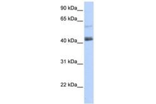 PRDM15 anticorps  (AA 1405-1454)