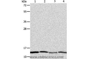 Western blot analysis of Hela, Jurkat, MCF7 and A431 cell, using ATPIF1 Polyclonal Antibody at dilution of 1:1350 (ATPase Inhibitory Factor 1 antibody)