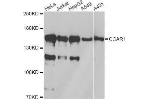 Western blot analysis of extracts of various cell lines, using CCAR1 antibody. (CCAR1 antibody)