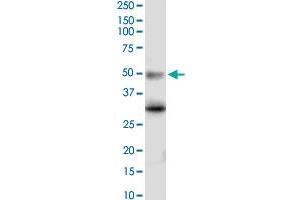 Serotonin Receptor 5A antibody  (AA 223-282)