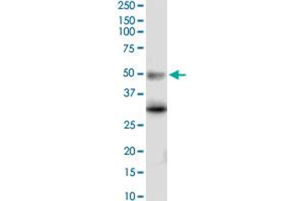 Serotonin Receptor 5A antibody  (AA 223-282)