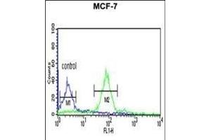 HIST1H2AH Antibody (N-term) (ABIN652767 and ABIN2842504) flow cytometric analysis of MCF-7 cells (right histogram) compared to a negative control cell (left histogram).