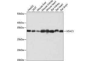 Western blot analysis of extracts of various cell lines, using VD antibody (ABIN7271335) at 1:1000 dilution. (VDAC1 antibody)