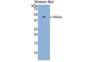Western Blotting (WB) image for anti-Apolipoprotein E (APOE) (AA 19-168) antibody (ABIN1077826)