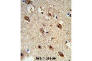 Formalin-fixed and paraffin-embedded human brain tissue reacted with ACP1 Antibody (N-term), which was peroxidase-conjugated to the secondary antibody, followed by DAB staining. (ACP1 antibody  (N-Term))