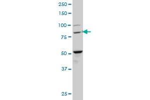 BACH1 antibody  (AA 396-492)