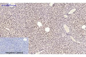 Immunohistochemical analysis of paraffin-embedded mouse liver tissue. (NF-kB p65 antibody  (pSer536))