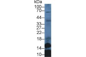 Detection of SLC in Mouse Lung lysate using Polyclonal Antibody to Secondary Lymphoid Tissue Chemokine (SLC) (CCL21 antibody  (AA 5-130))