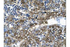 Image no. 1 for anti-GATA Binding Protein 2 (GATA2) (AA 58-107) antibody (ABIN202628) (GATA2 antibody  (AA 58-107))