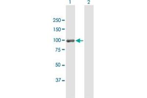Western Blot analysis of DLG4 expression in transfected 293T cell line by DLG4 MaxPab polyclonal antibody. (DLG4 antibody  (AA 1-767))