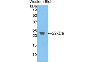 Western Blotting (WB) image for anti-C-Type Lectin Domain Family 3, Member B (CLEC3B) (AA 22-202) antibody (ABIN1858421) (CLEC3B antibody  (AA 22-202))
