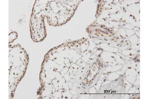 Immunoperoxidase of monoclonal antibody to RUNX1 on formalin-fixed paraffin-embedded human placenta. (RUNX1 antibody  (AA 210-310))