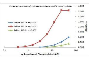 ELISA of Rat Monoclonal anti-AKT2 antibody.