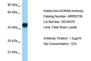 Western Blotting (WB) image for anti-Golgin, RAB6-Interacting (GORAB) (C-Term) antibody (ABIN2789219) (GORAB antibody  (C-Term))