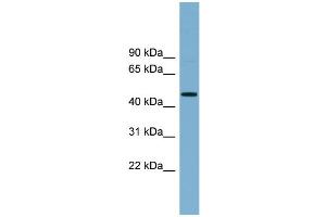 WB Suggested Anti-RNF44 Antibody Titration:  0. (RNF44 antibody  (N-Term))