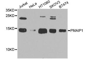 Western blot analysis of extracts of various cell lines, using PMAIP1 antibody. (NOXA antibody)
