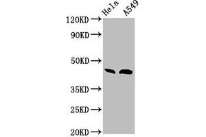 Western Blot Positive WB detected in: Hela whole cell lysate, A549 whole cell lysate All lanes: BMP2 antibody at 3 μg/mL Secondary Goat polyclonal to rabbit IgG at 1/50000 dilution Predicted band size: 45 kDa Observed band size: 45 kDa (BMP2 antibody  (AA 283-396))