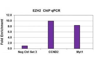 EZH2 antibody (pAb) tested by ChIP. (EZH2 antibody  (AA 1-370))