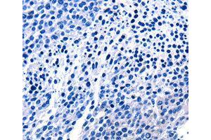 Immunohistochemistry (IHC) image for anti-Epidermal Growth Factor (EGF) antibody (ABIN1872450) (EGF antibody)
