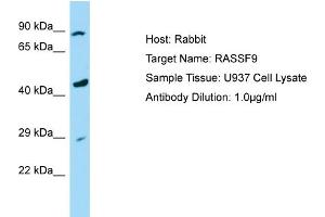 Host: Rabbit Target Name: RASSF9 Sample Tissue: Human U937 Whole Cell Antibody Dilution: 1ug/ml
