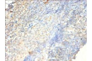 Immunohistochemistry of paraffin-embedded human tonsil tissue using ABIN7164919 at dilution of 1:100 (PSME3 antibody  (AA 2-252))