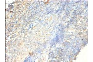 Immunohistochemistry of paraffin-embedded human tonsil tissue using ABIN7164919 at dilution of 1:100