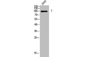 Western blot analysis of 293T lysis using Thrombospondin 4 antibody. (THBS4 antibody  (Internal Region))