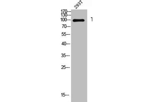THBS4 antibody  (Internal Region)
