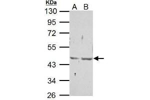 WB Image Sample (30 ug of whole cell lysate) A: NIH-3T3 B: JC 10% SDS PAGE antibody diluted at 1:500 (NR2F6 antibody  (C-Term))